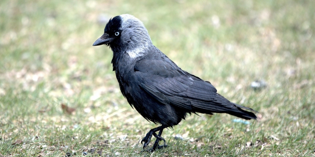 Afbeelding zonder ALT